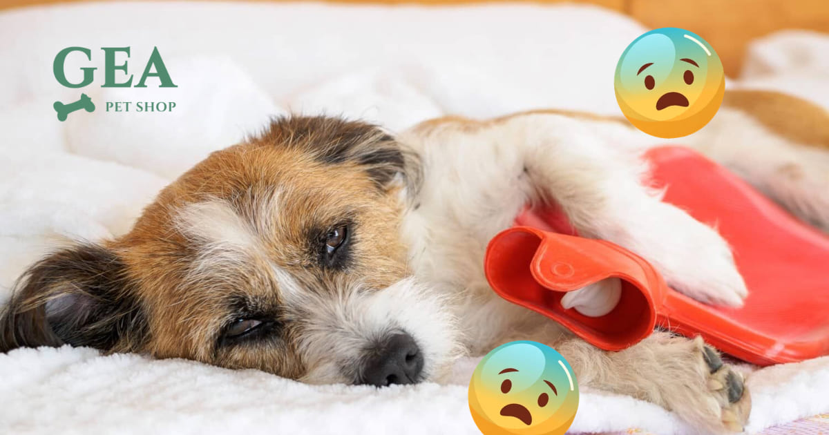 Cane con Mal di Pancia: Cause, Segnali di Allarme e Cosa Fare