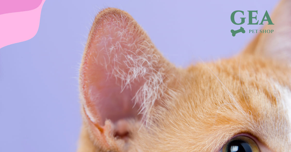 Come Pulire le Orecchie del Gatto: Guida Completa Passo per Passo
