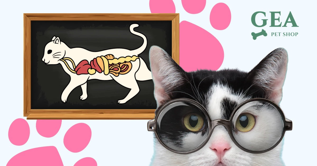 Gatto Gastrointestinale: Problemi Digestivi, Cause, Sintomi e Cure