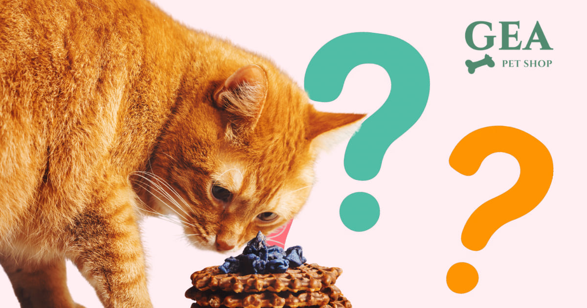 Gatto Annusa il Cibo ma Non Mangia: Cause e Cosa Fare