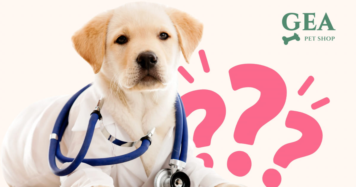 Malattie del Cane: Guida Completa a Sintomi, Cause e Prevenzione