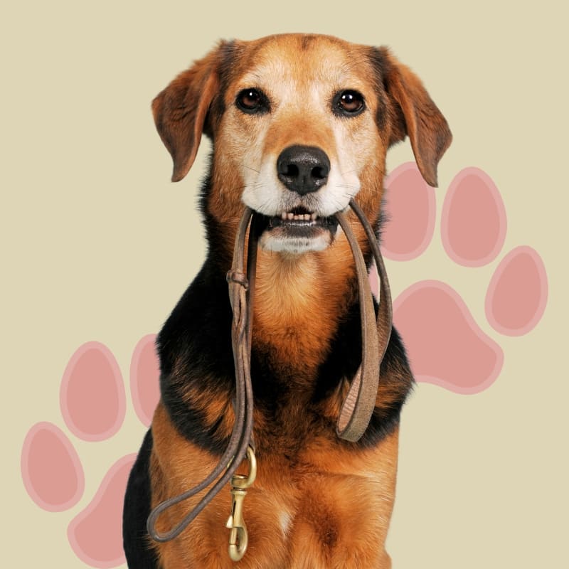 cane guinzaglieria
