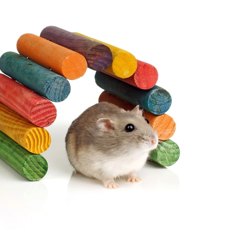 piccoli animali accessori