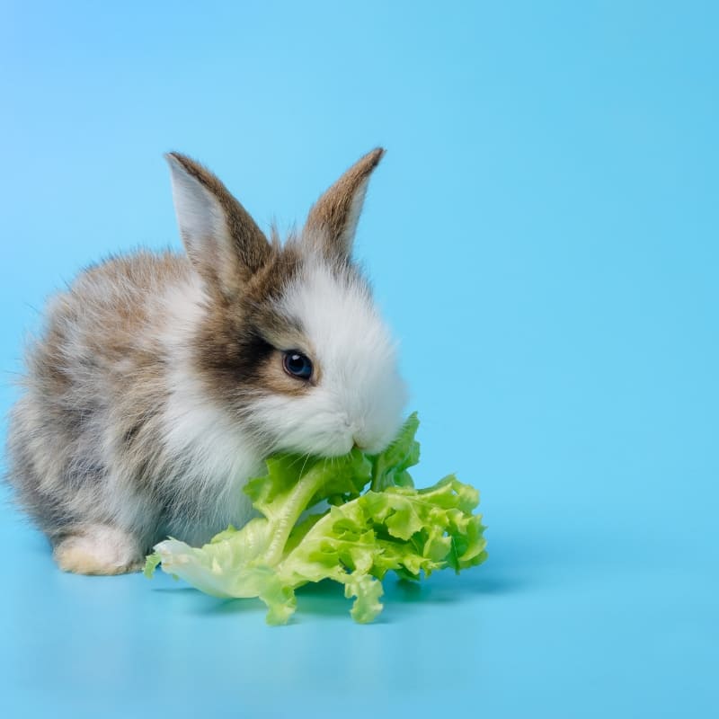 piccoli animali alimentazione