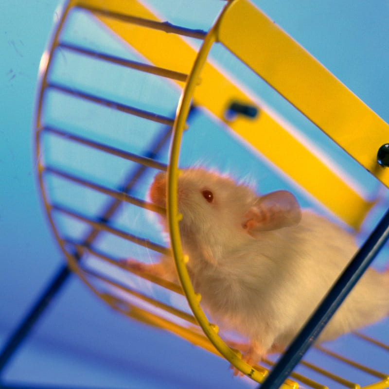 piccoli animali giochi