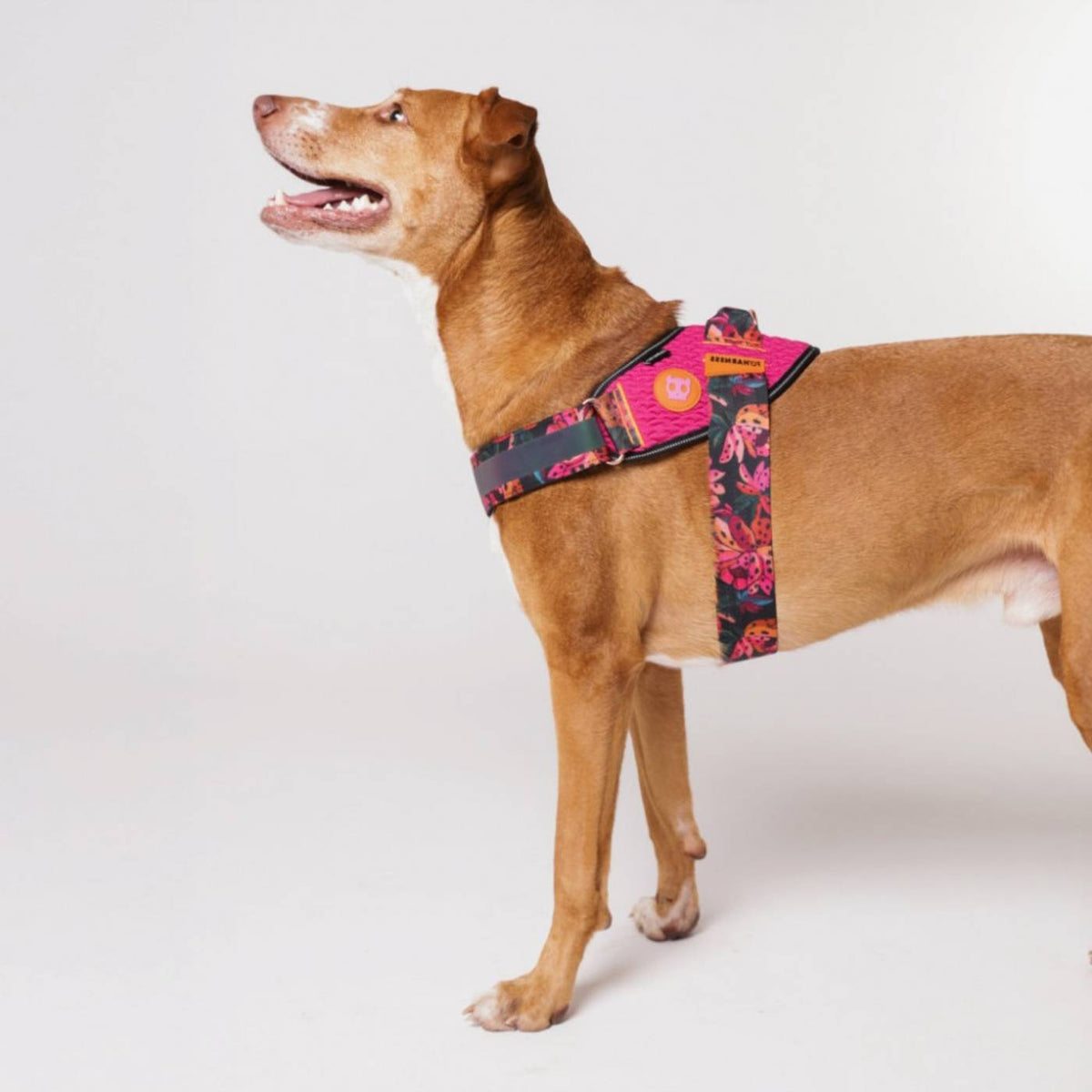 Zee.Dog Pettorina per Cani con Maniglia Flyharness Farm Rio Selva