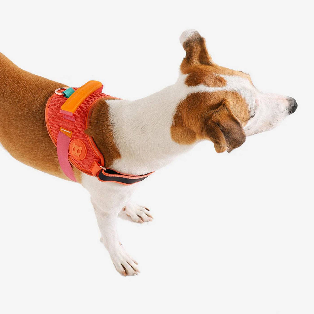 Zee.Dog Pettorina per Cani con Maniglia Flyharness Gazelle
