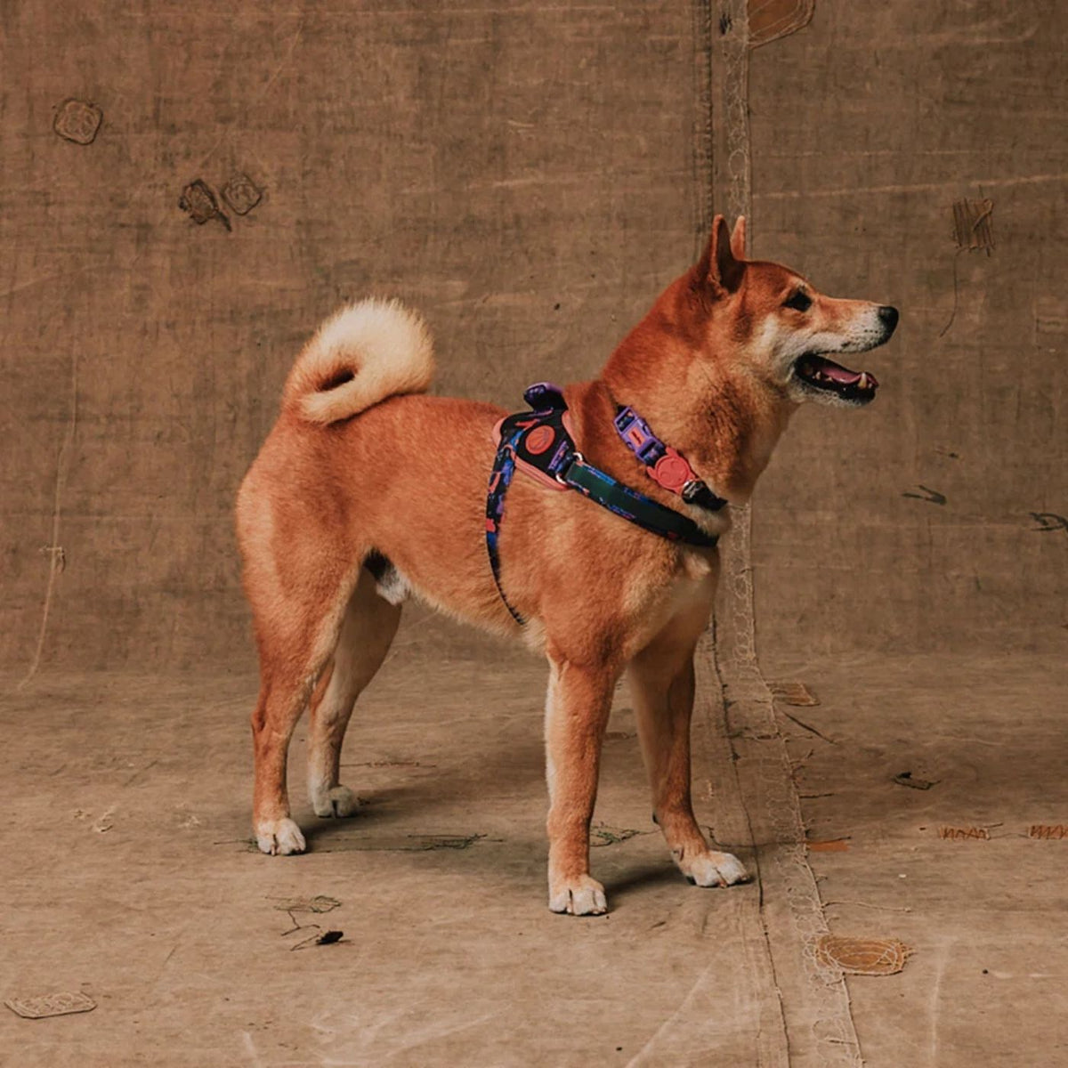 Zee.Dog Pettorina per Cani con Maniglia Flyharness Reebook Court