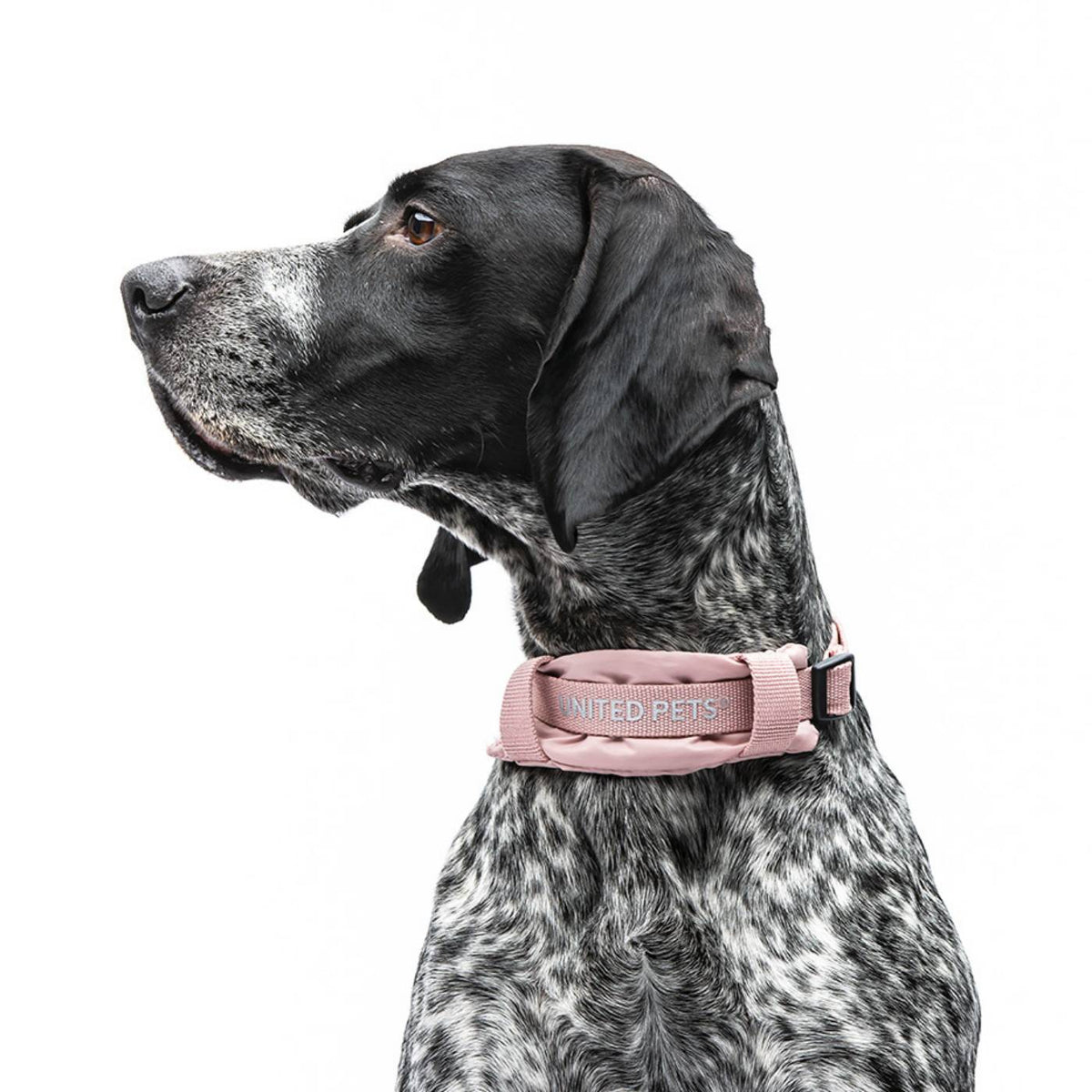 United Pets Collare per Cani con Sottocollo Imbottito Linea CityLife Rosa