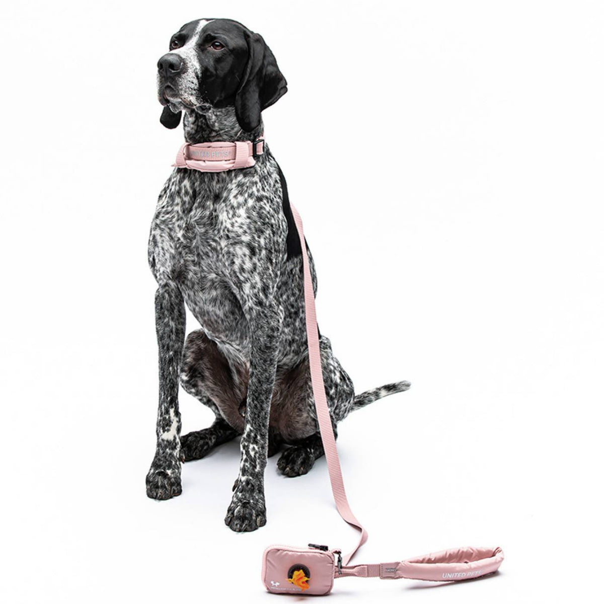 United Pets Collare per Cani con Sottocollo Imbottito Linea CityLife Rosa