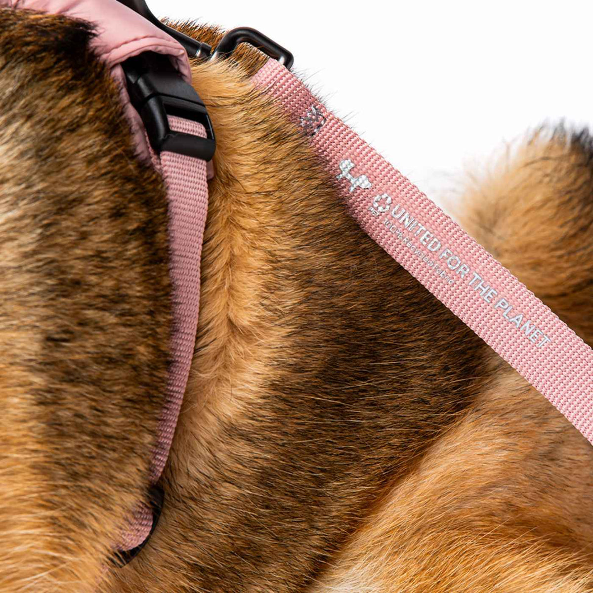United Pets Collare per Cani con Sottocollo Imbottito Linea CityLife Rosa