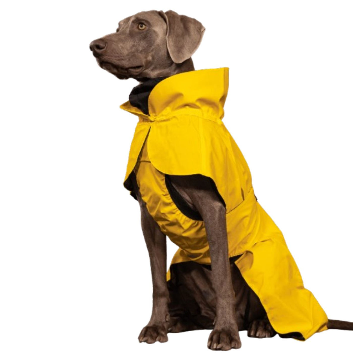 Paikka Impermeabile per Cani ad Alta Visibilità Giallo