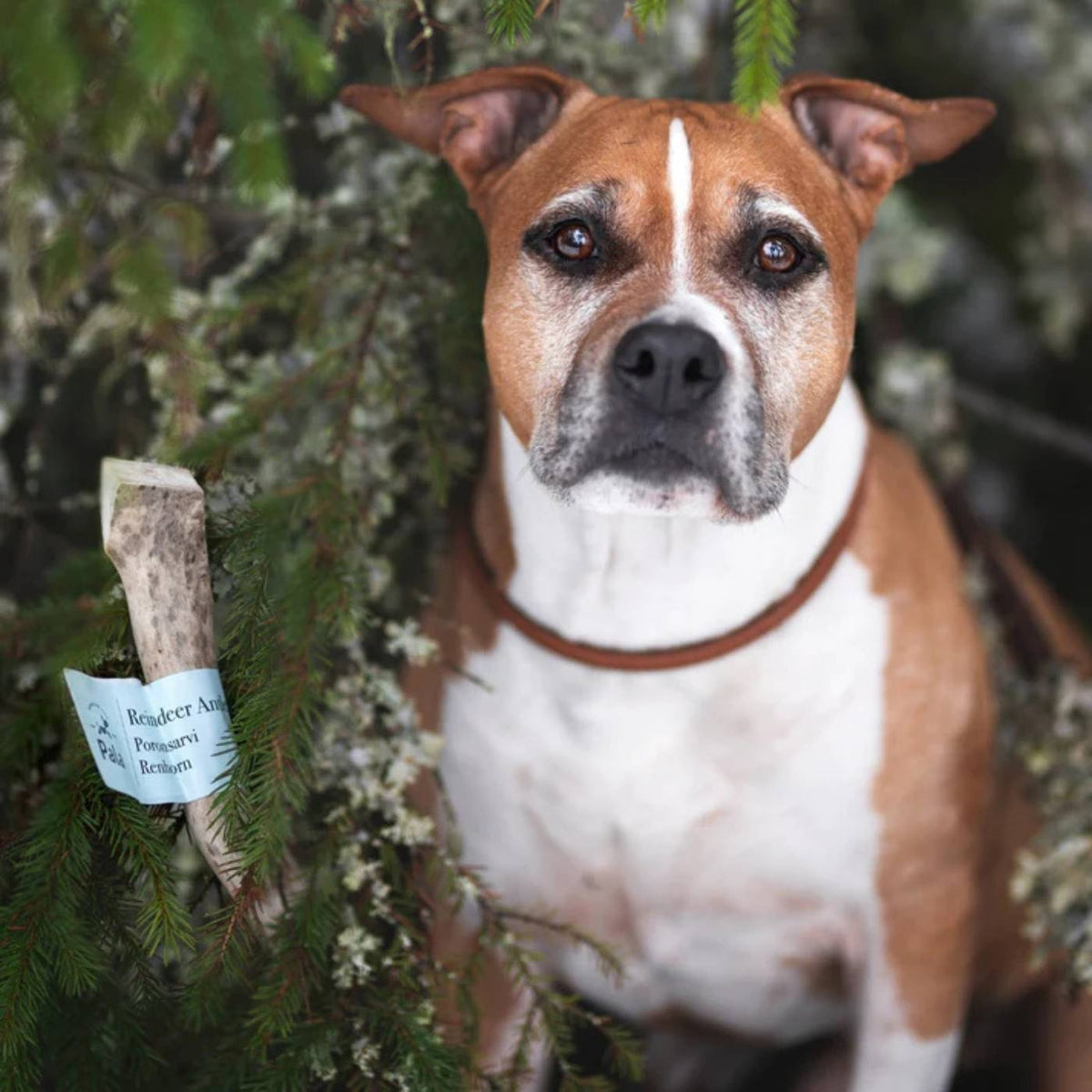 Pala Corna Intere di Renna Masticativo Naturale per Cani