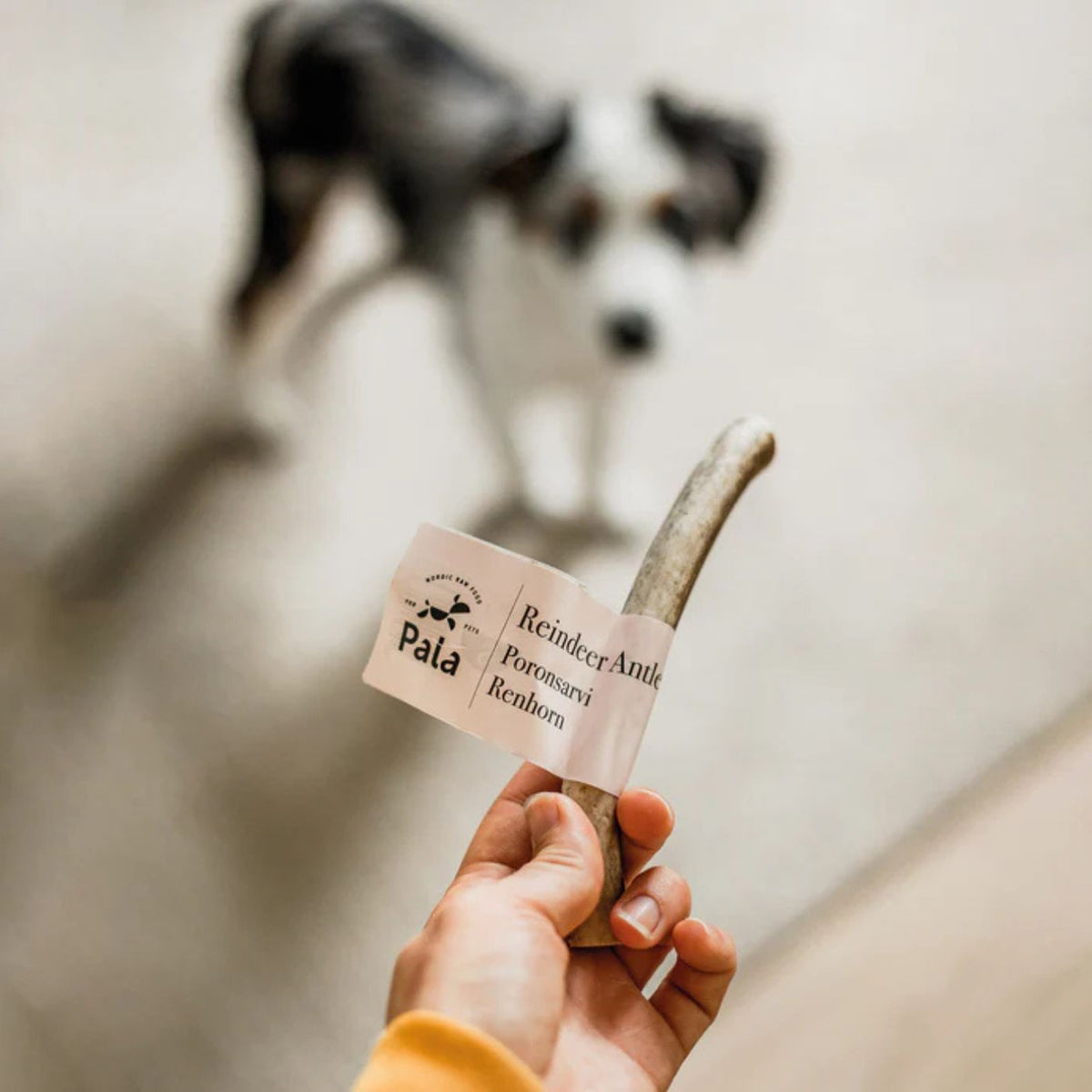 Pala Corna Intere di Renna Masticativo Naturale per Cani