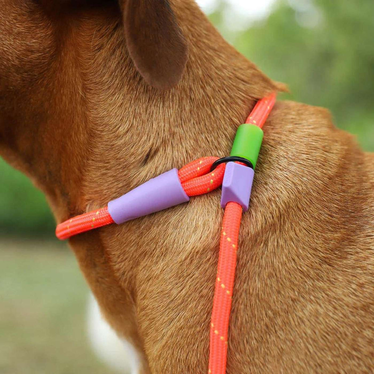 Zee.Dog Guinzaglio Retriever Semi Strozzo per Cani Everest