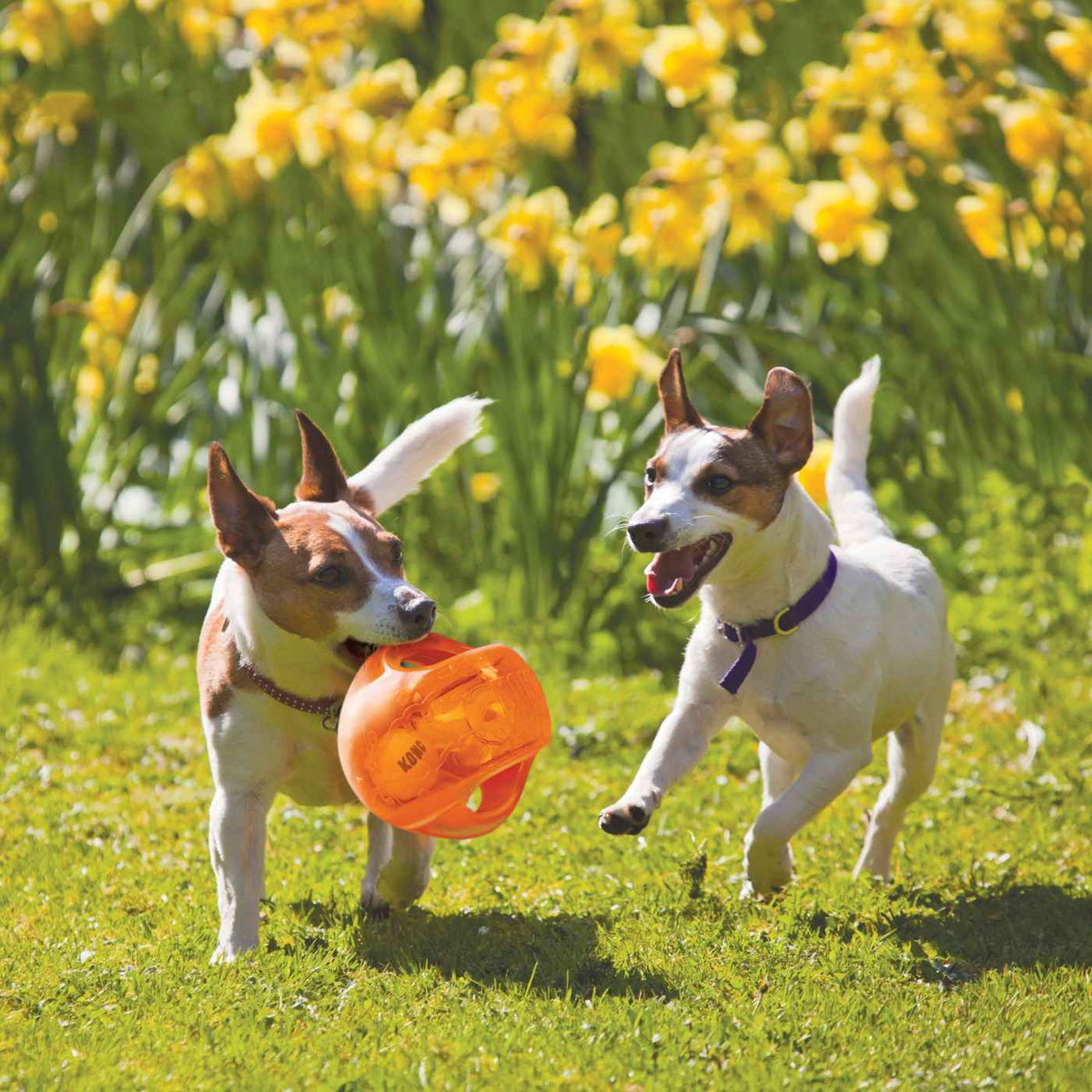 Kong Palla Jumbler Gioco per Cani Colori Assortiti M/L ø14 cm
