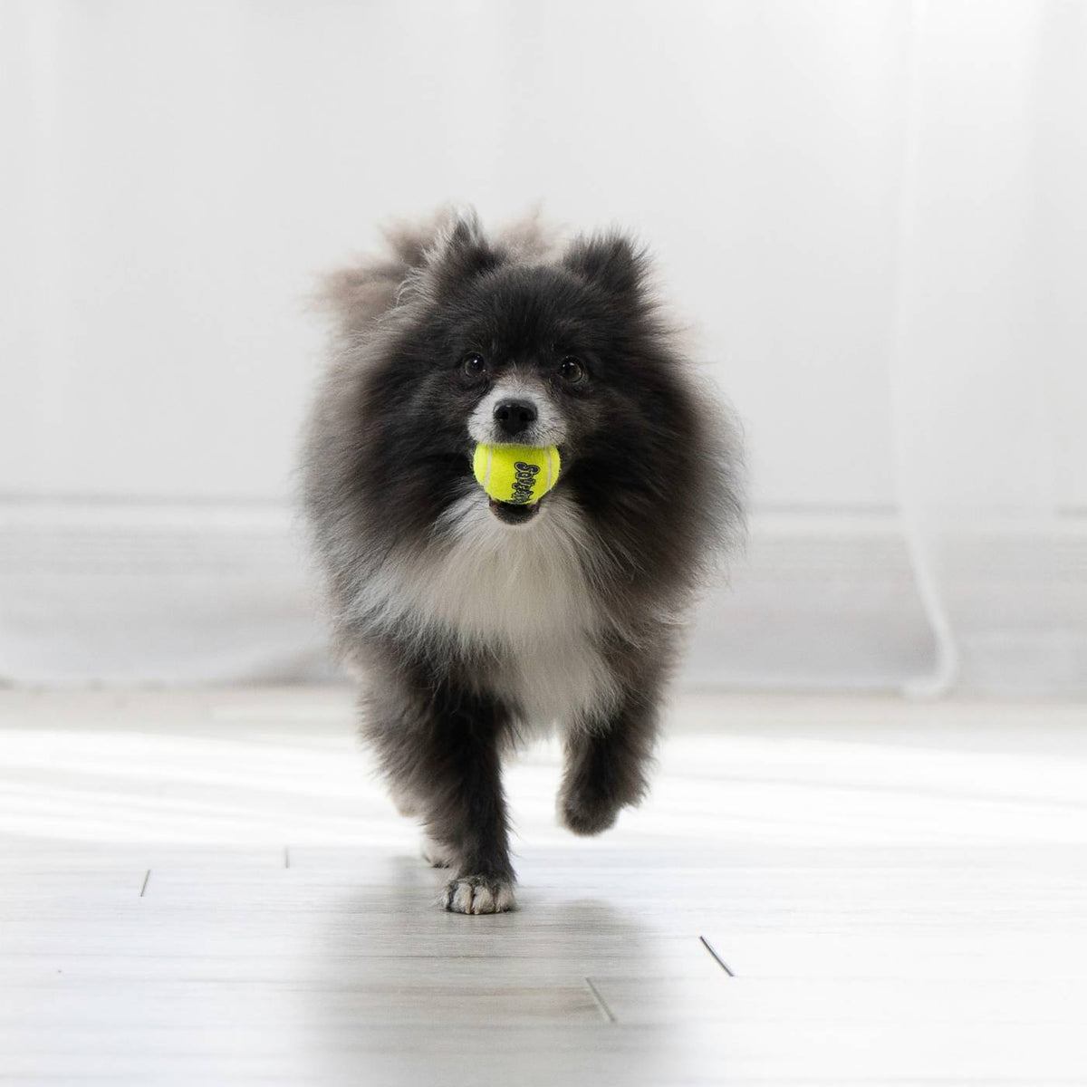 Kong Air Squeaker Tennis Ball Gioco per Cani Palla da Tennis