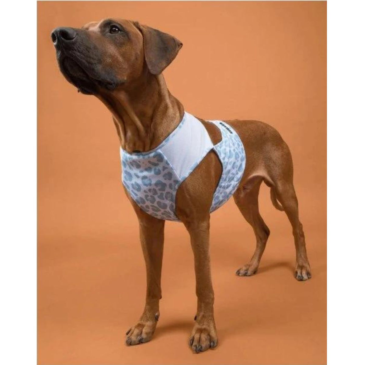 Paikka Maglia Refrigerante per Cani Leo Azzurro