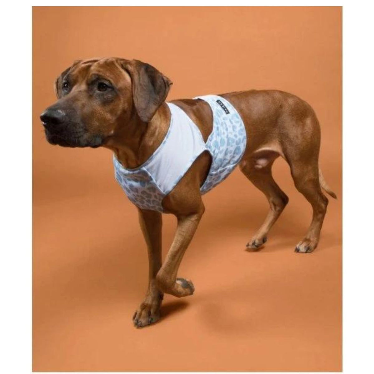 Paikka Maglia Refrigerante per Cani Leo Azzurro