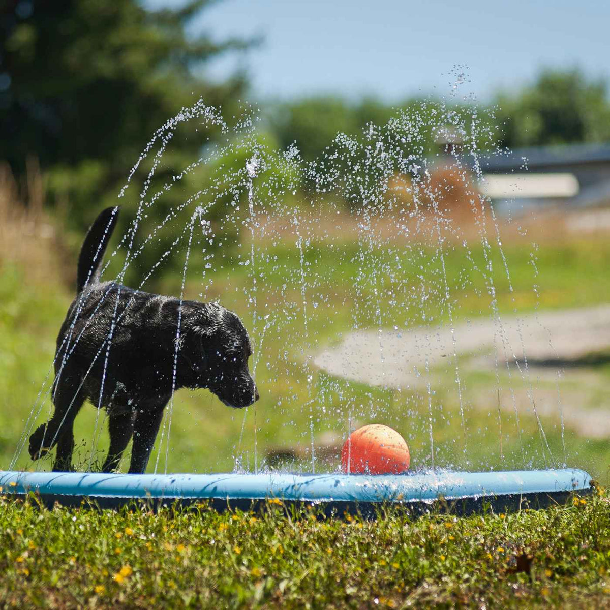 Ferribiella Piscina per Cani Splash Pool ø 150 cm Gioco d'Acqua