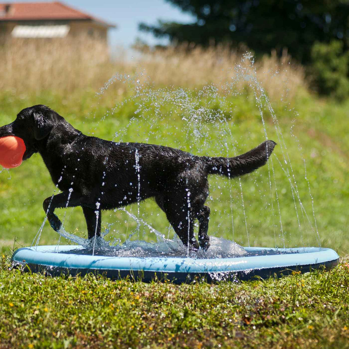 Ferribiella Piscina per Cani Splash Pool ø 150 cm Gioco d'Acqua