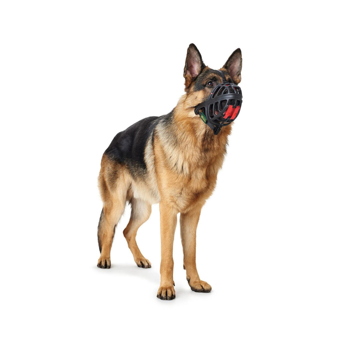 Hunter Museruola per Cani Albury Nera