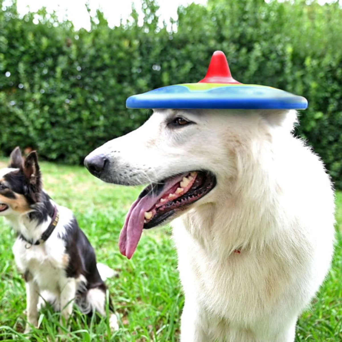 Bama Pet Frisbee Gioco per Cani Trotto Disk