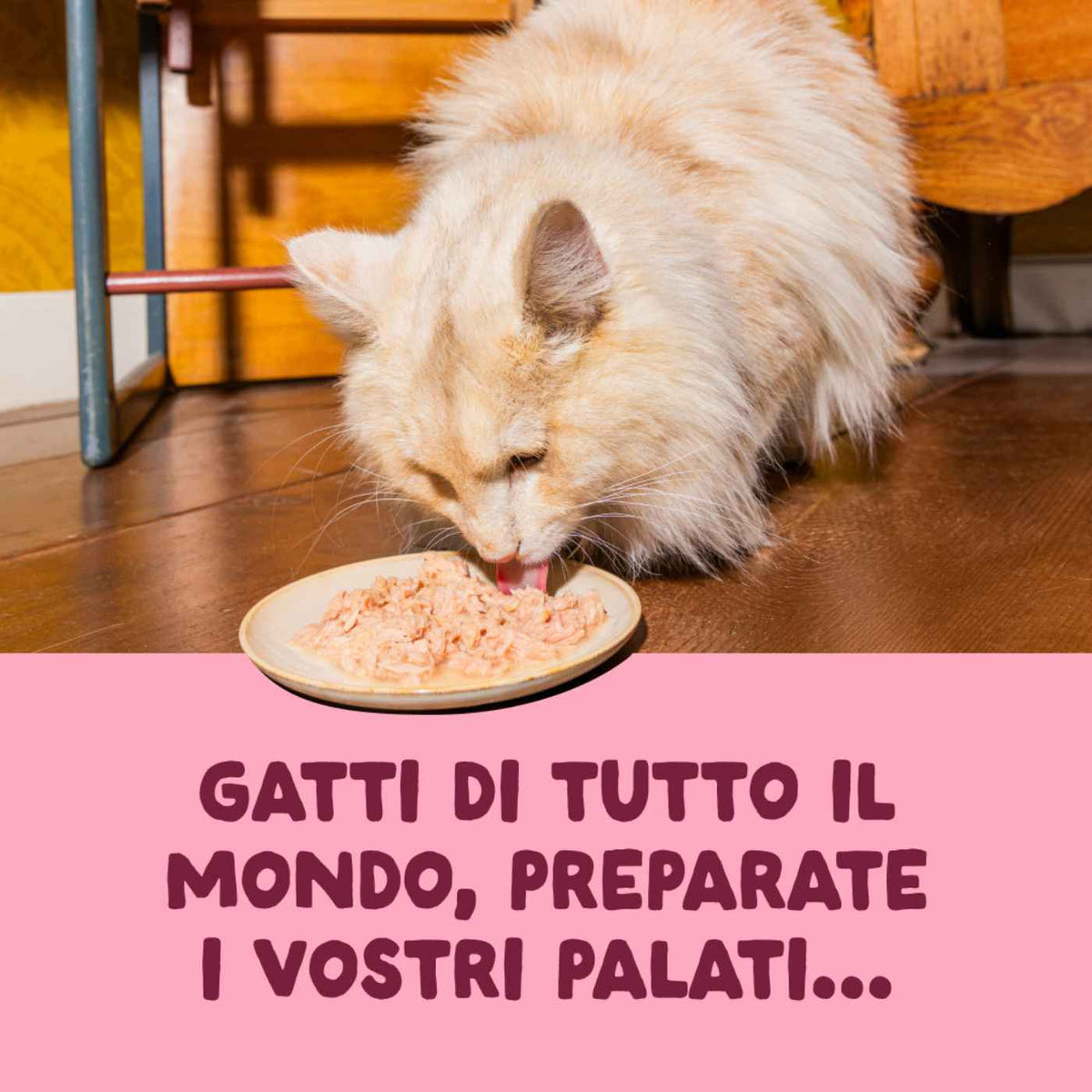 Edgard &amp; Cooper Sfilaccetti per Gatti Adulti Pollo con Gamberetti in Brodo di Pollo 70 g