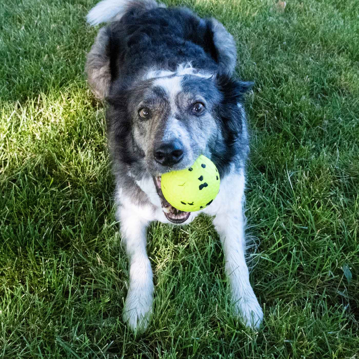 Kong Gioco da Riporto per Cani Reflex Ball L Galleggiante RFL14E