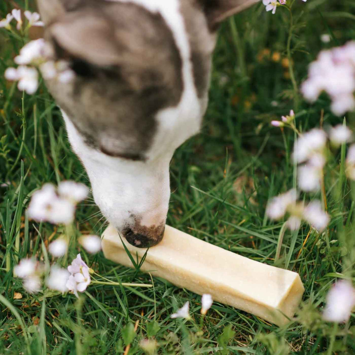 Pala Snack al Formaggio per Cani