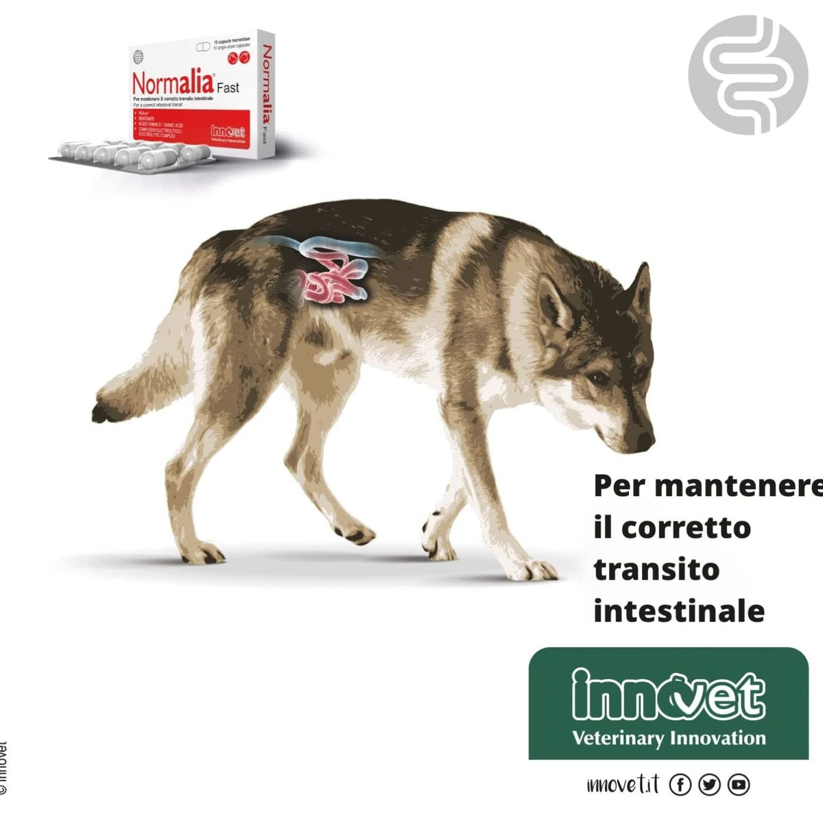 Normalia Fast Integratore per Cani e Gatti Innovet