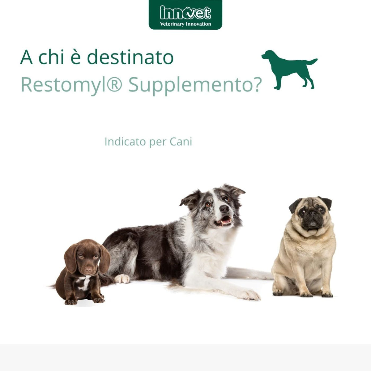 Restomyl Supplemento - Cane 60 g per Cani Innovet