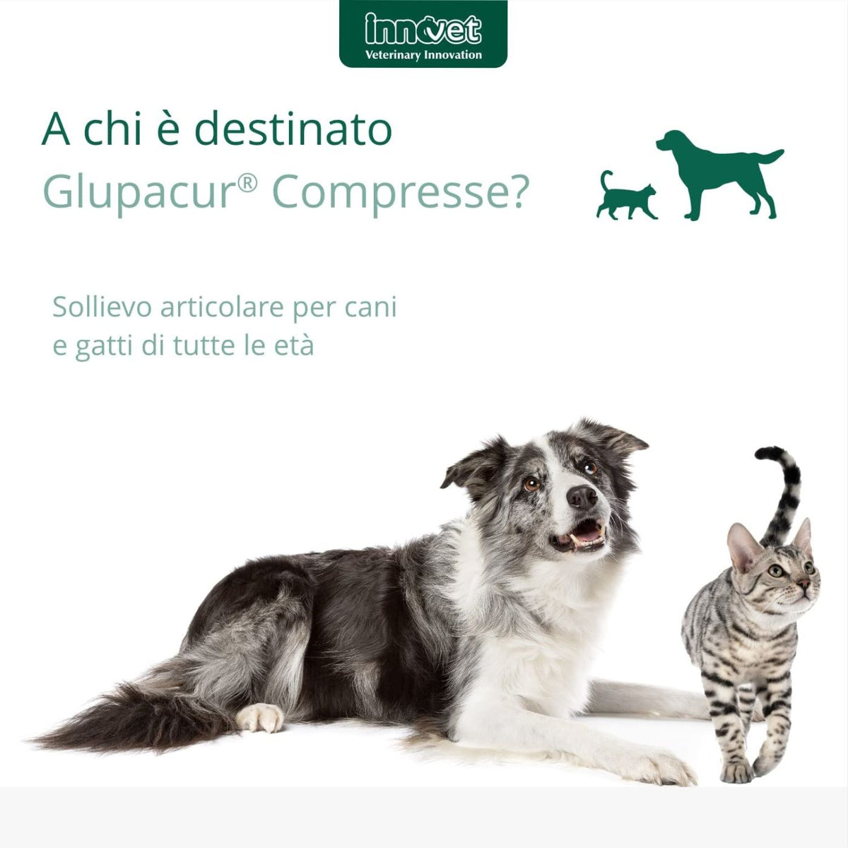 Glupacur Compresse per Cani e Gatti Innovet