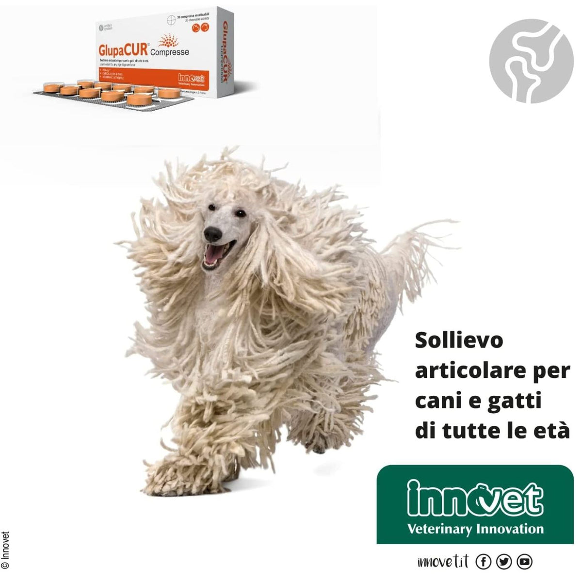 Glupacur Compresse per Cani e Gatti Innovet