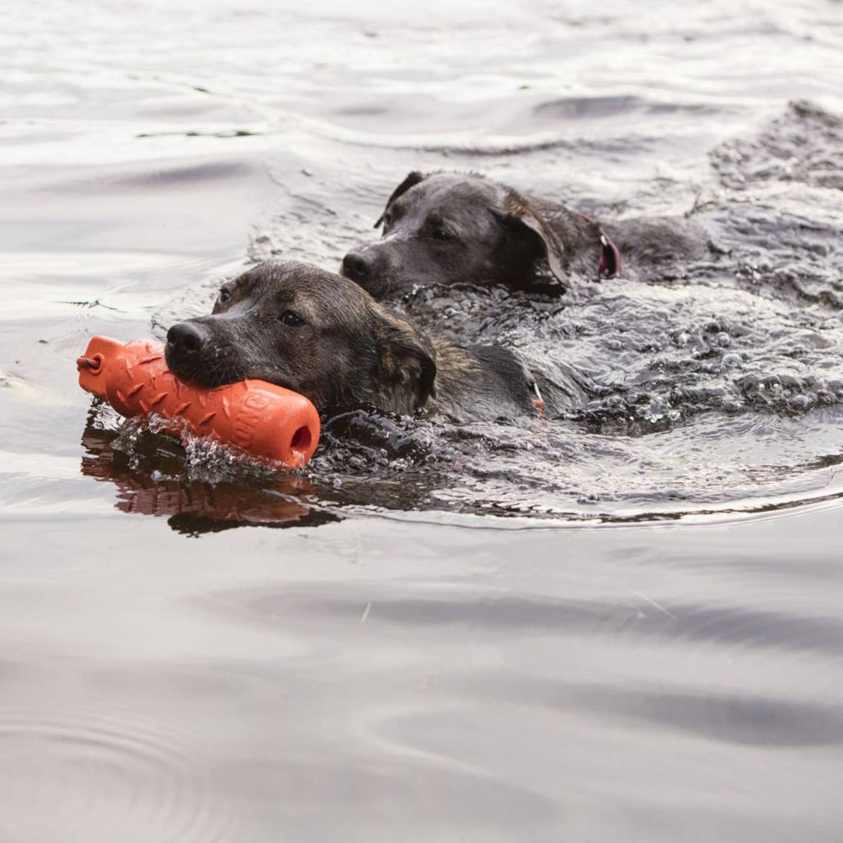 Kong Training Dummy L 58x5 cm per Cani