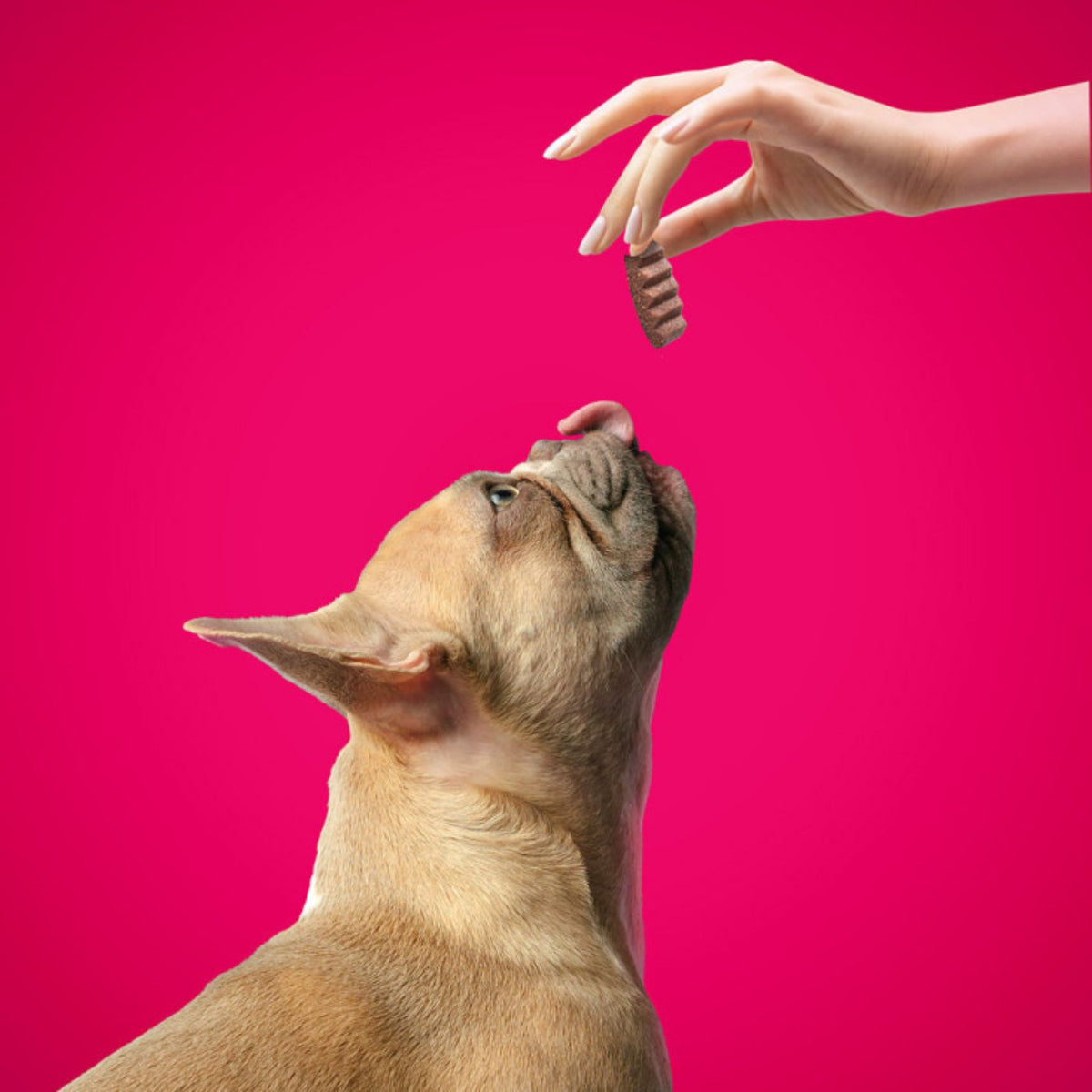 DoggyeBag Snack per Cani Morbidi e Divisibili con Agnello I Morbidosi 90 g