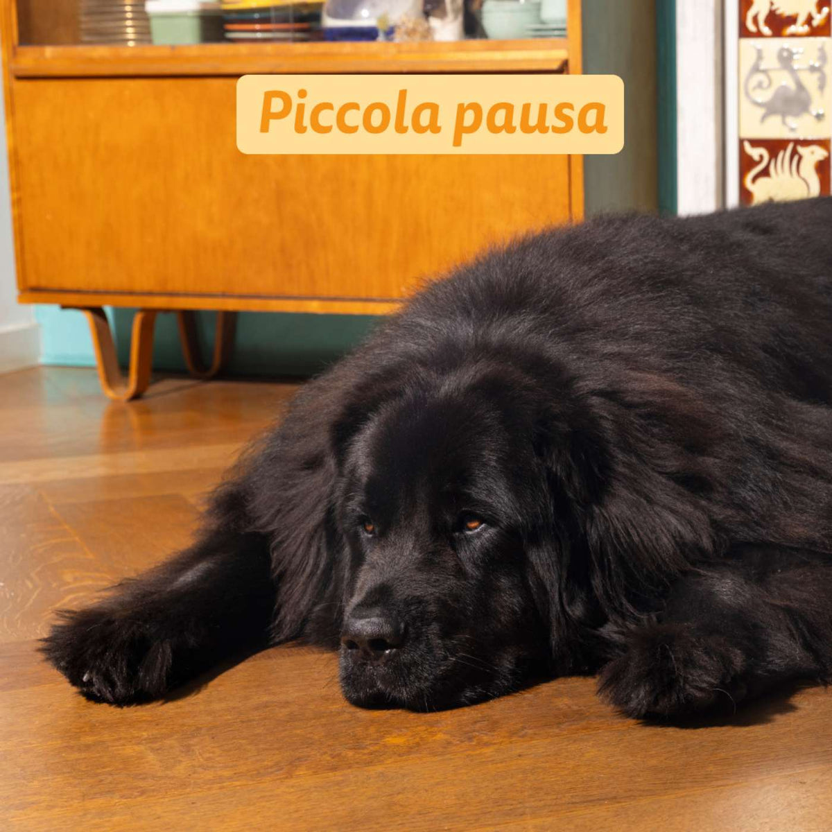 Edgard &amp; Cooper Crocchette Vegetali per Cani Adulti Carote e Zucchine Croccanti
