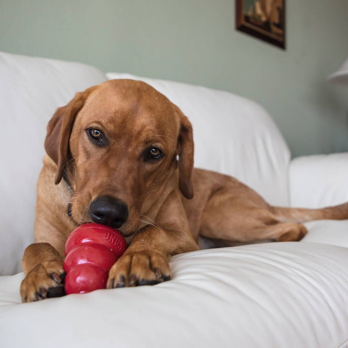 Kong Classic Gioco per Cani