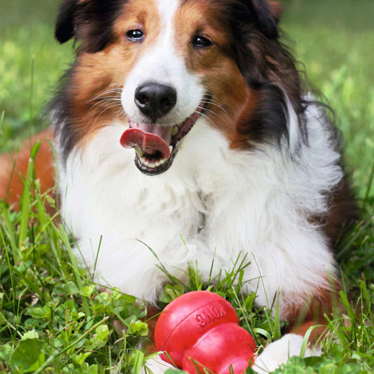 Kong Classic Gioco per Cani