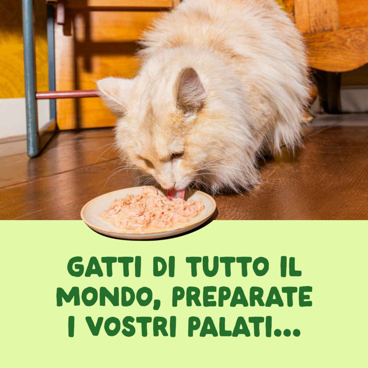 Edgard &amp; Cooper Sfilaccetti per Gatti Adulti Sgombro Fresco Naturale in Brodo di Pesce 70 g