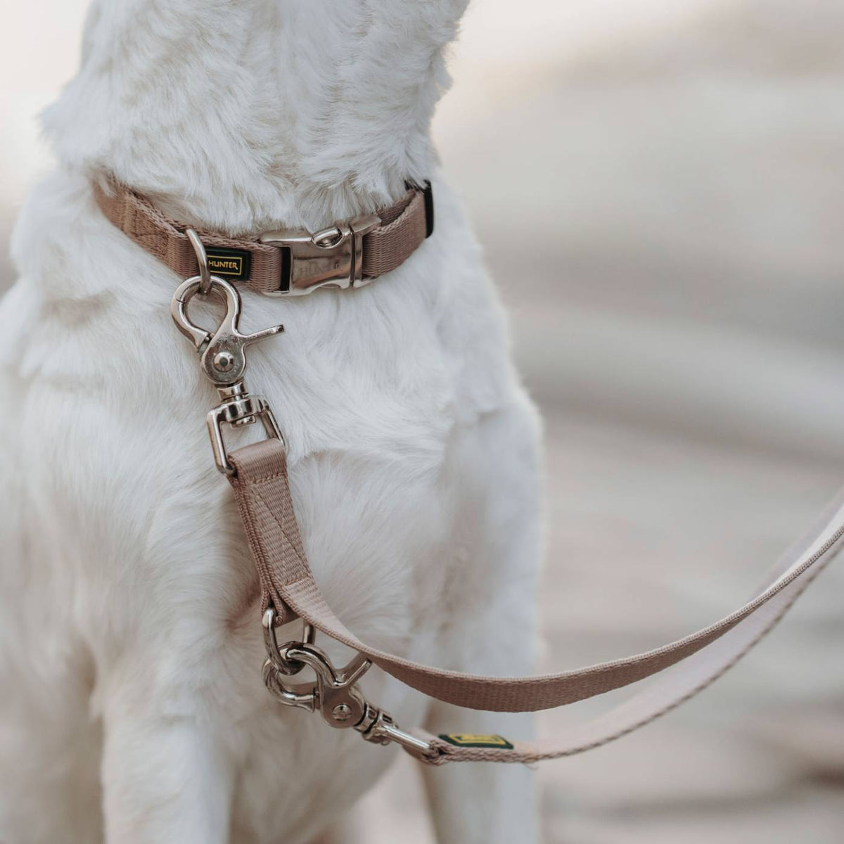 Hunter Collare per Cani Regolabile Inari Alu-Strong Beige