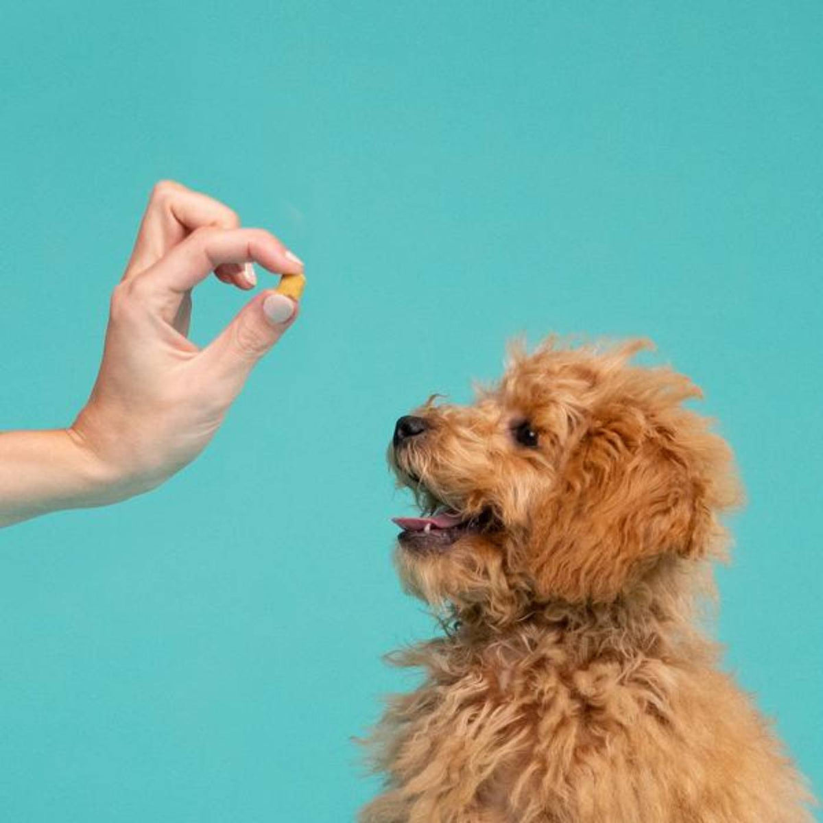 Edgard&amp;Cooper Bites Bocconcini Piccoli di Agnello e Tacchino Premi Addestramento per Cani 50 g