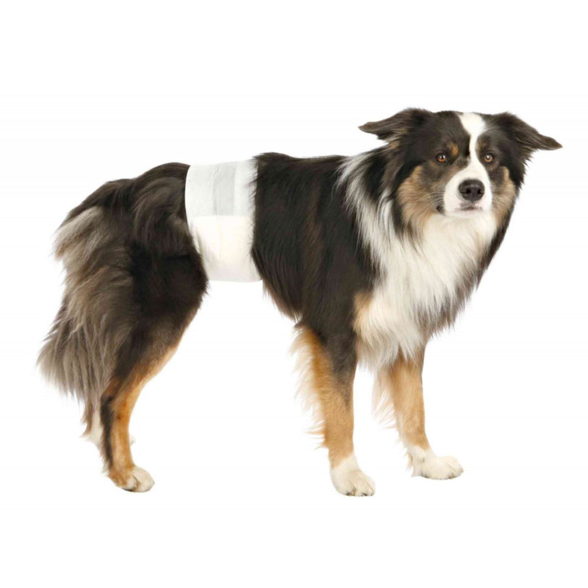 Trixie Pannolini a Fascia per Cani Maschi