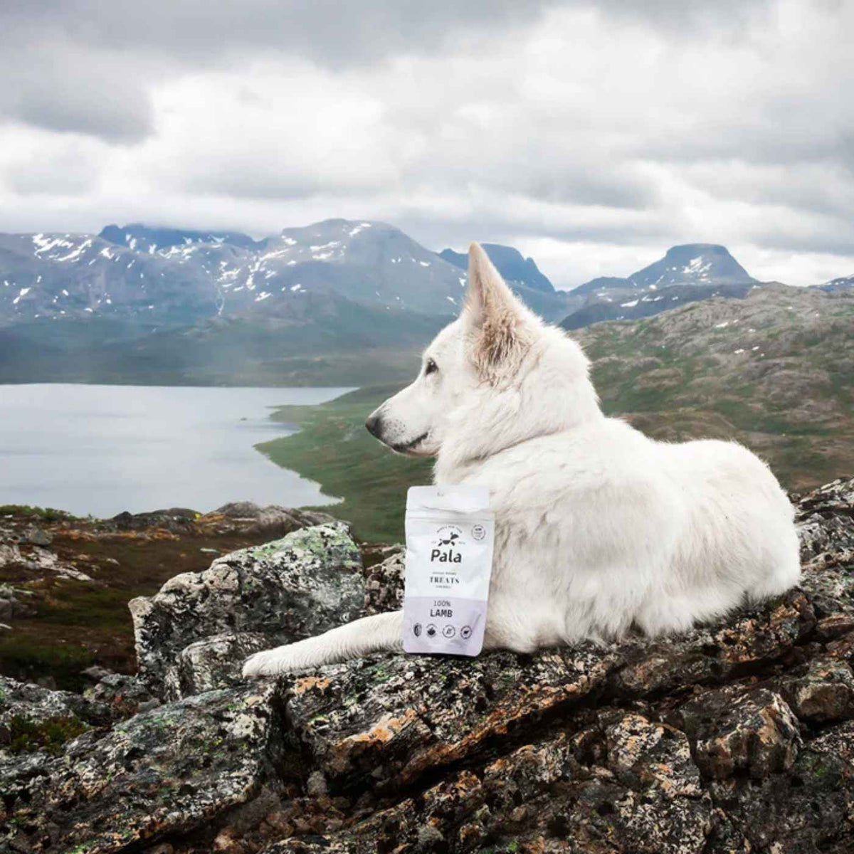 Pala Snack per Cani 100% Agnello Monoproteici 100 g