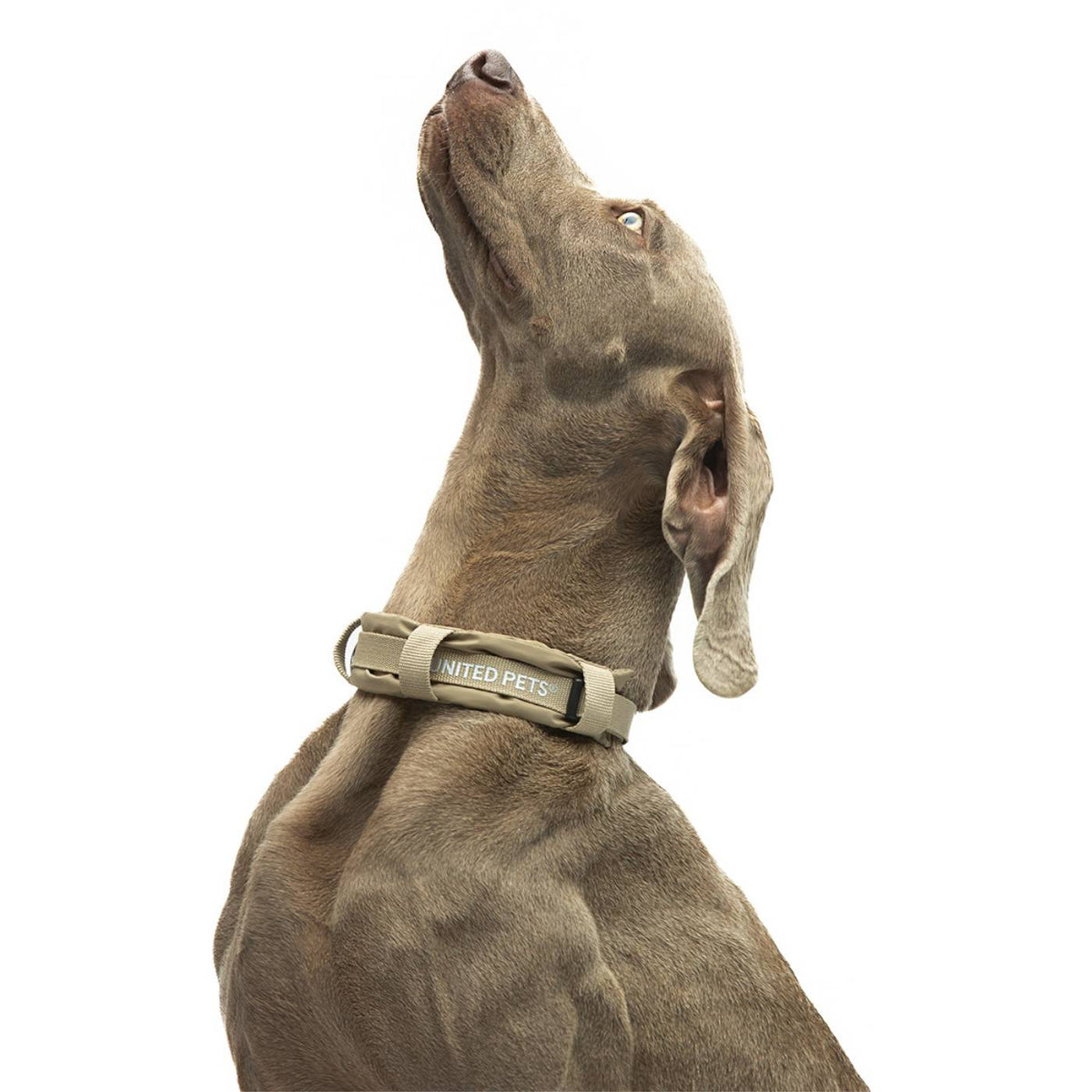 United Pets Collare per Cani con Sottocollo Imbottito Linea CityLife Beige