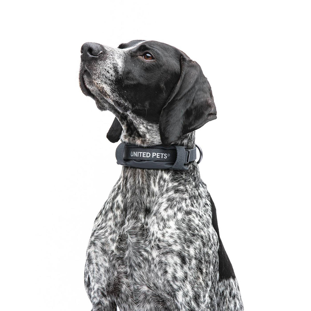 United Pets Collare per Cani con Sottocollo Imbottito Linea CityLife Grigio Antracite