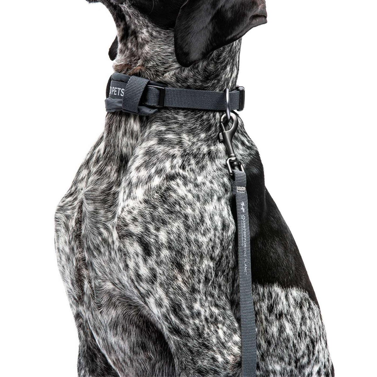 United Pets Collare per Cani con Sottocollo Imbottito Linea CityLife Grigio Antracite