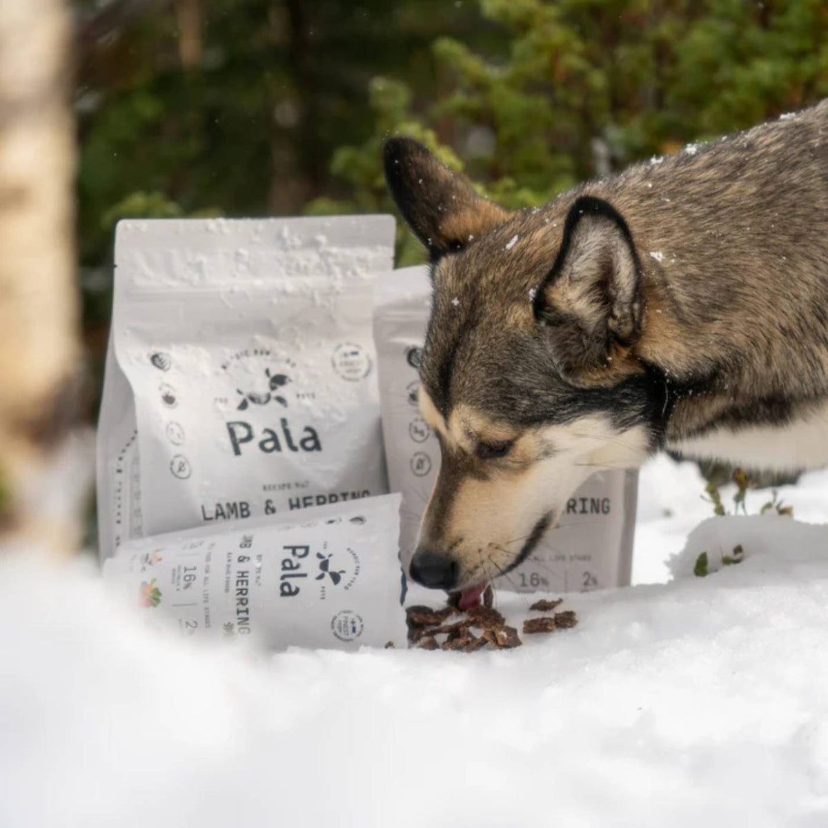 Pala Alimento Completo per Cani con Agnello & Aringa Ricetta N° 7