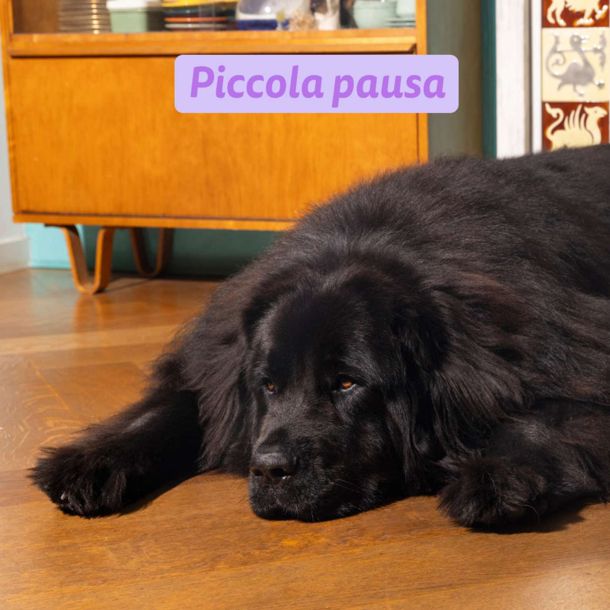 Edgard & Cooper Salmone Fresco dell'Atlantico e Tacchino per Cuccioli Puppy