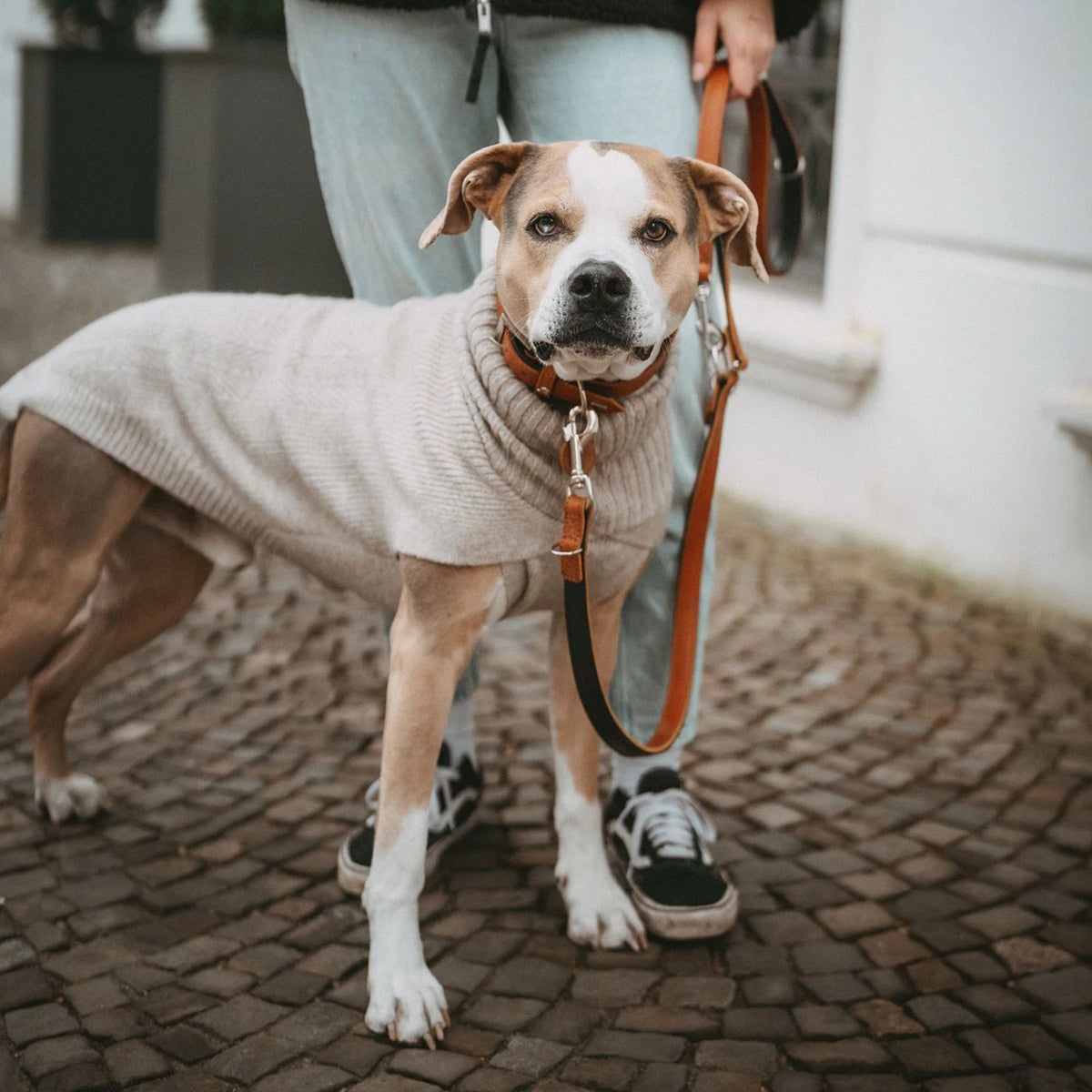 HUNTER GENF Beige – Maglione in Maglia per Cani con Collo Alto